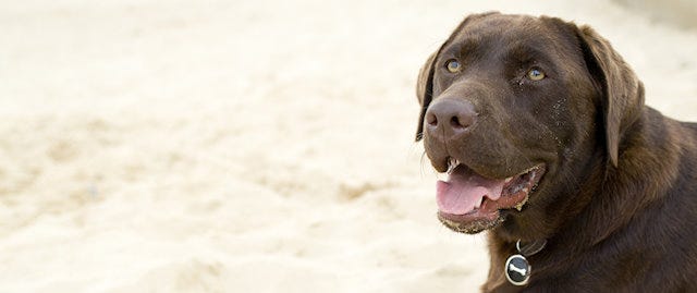 Brown labrador on the beach