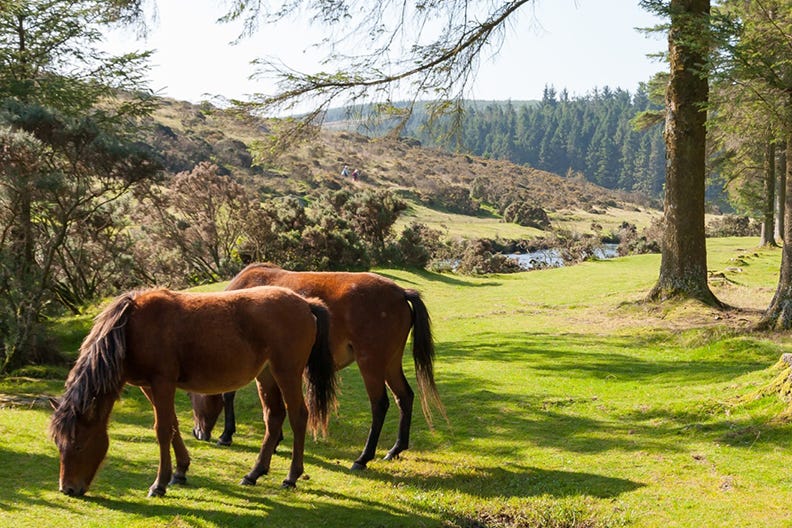 Wild ponies at Dartmoor