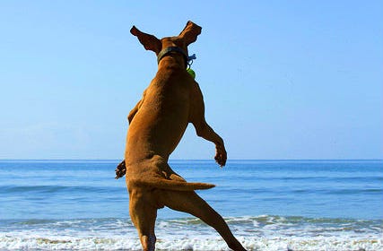 Dog jumping on beach