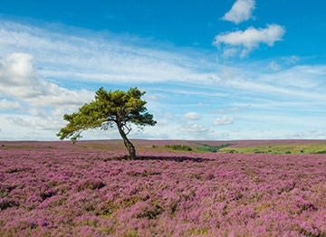 Walk amongst the purple heather of the Yorkshire Moors